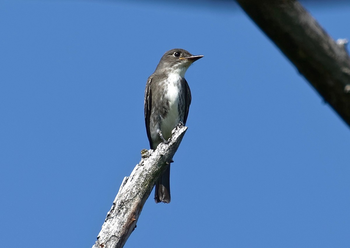 Olive-sided Flycatcher - James Sawusch