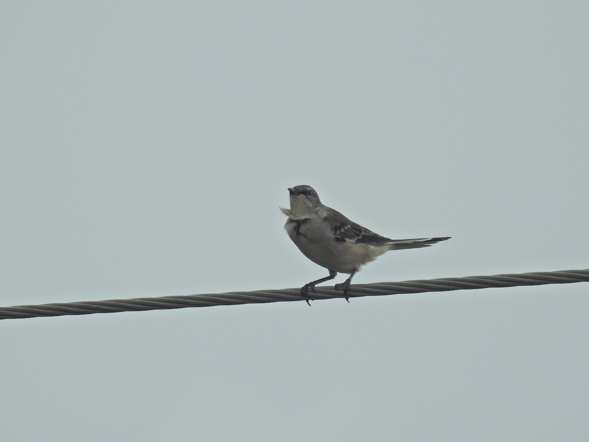 Northern Mockingbird - ML175446621