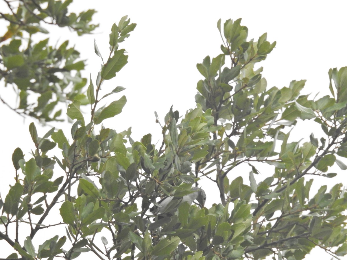 Blue-gray Gnatcatcher - Deborah Dvora