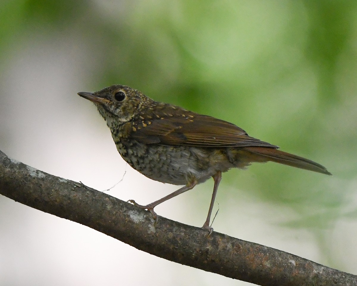 Hermit Thrush - ML175448321