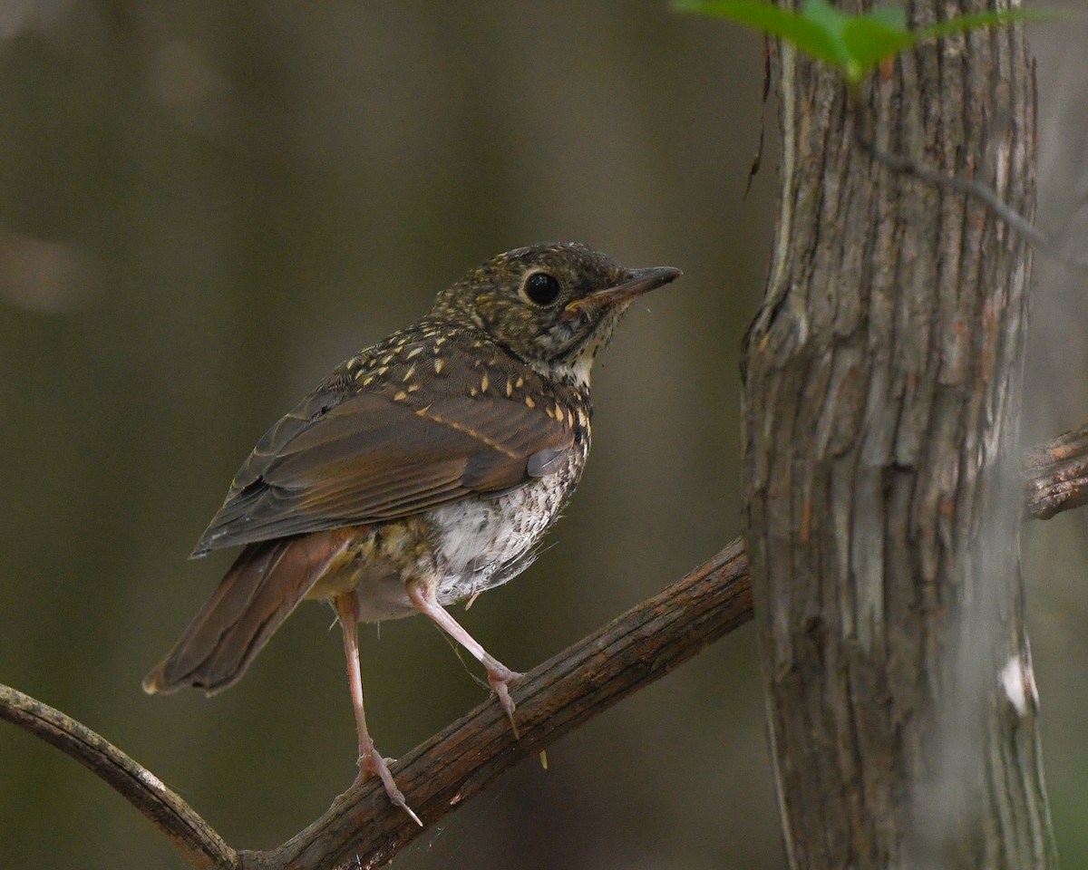 Hermit Thrush - ML175448341