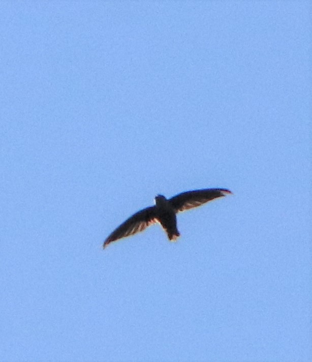 Chimney Swift - ML175450771