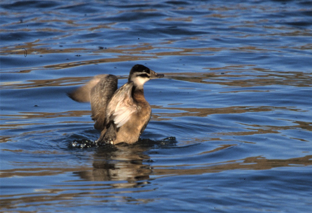 White-headed Duck - Christoph Randler