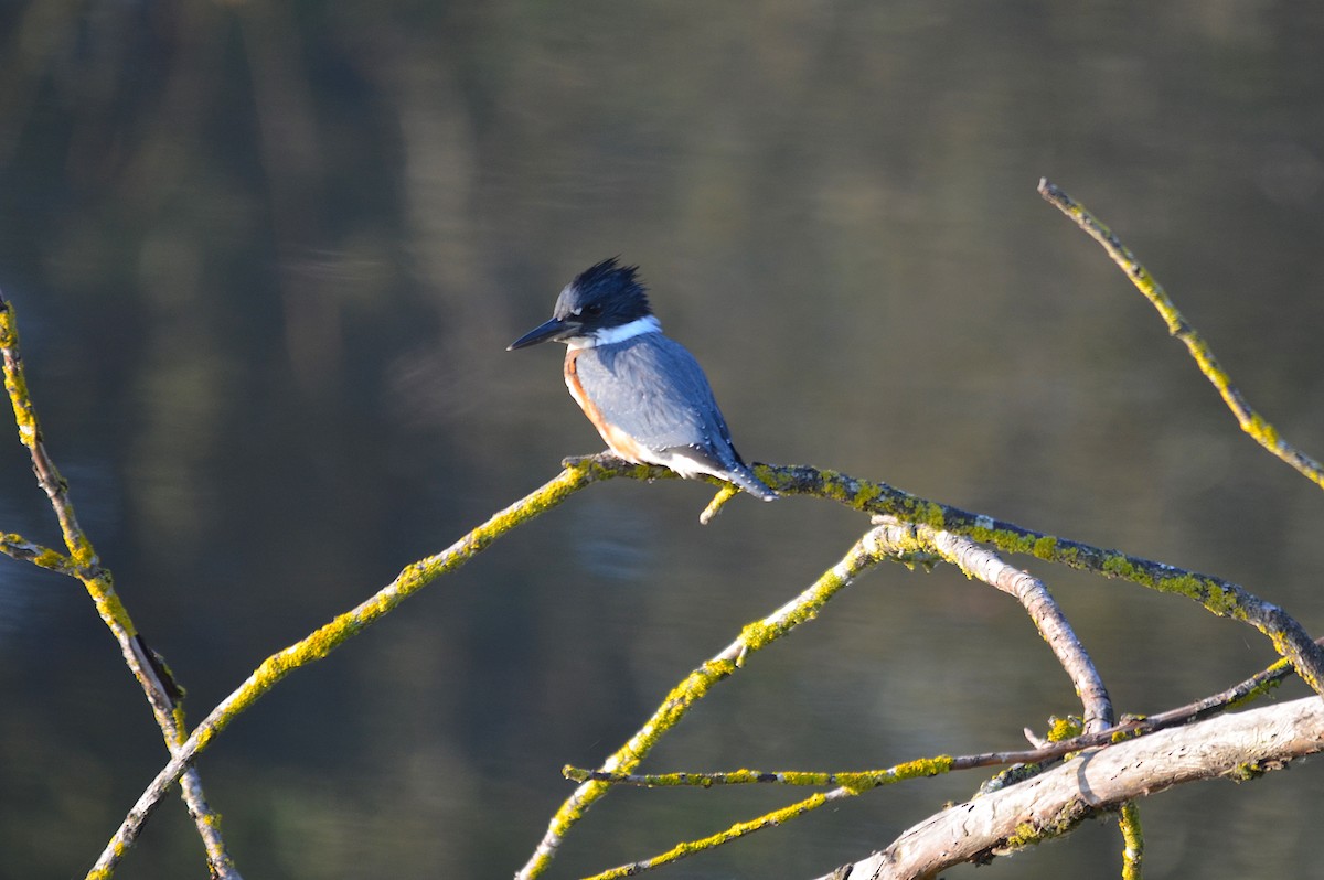 Belted Kingfisher - ML175452021