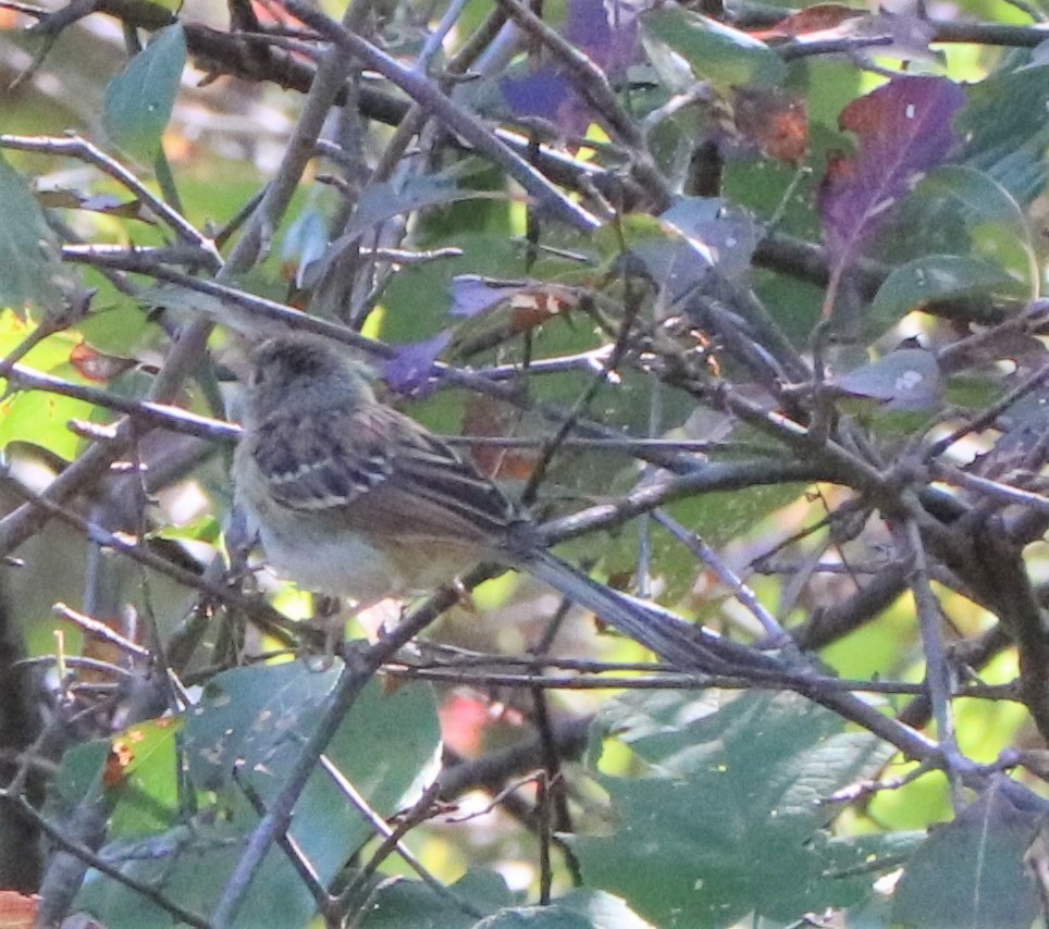 Field Sparrow - ML175452911