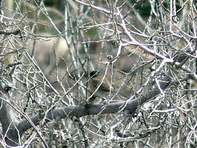 Dark-eyed Junco (Oregon) - Ed Dukart