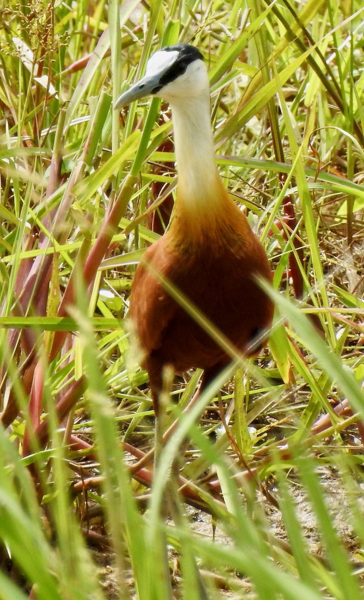 African Jacana - ML175454061
