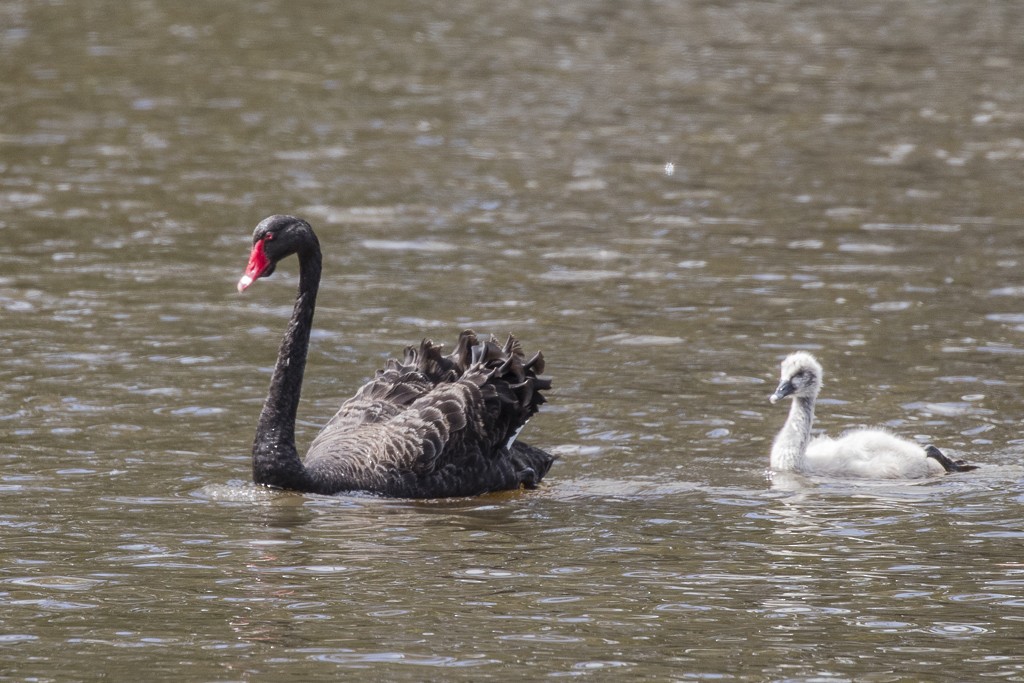 Cisne Negro - ML175454541