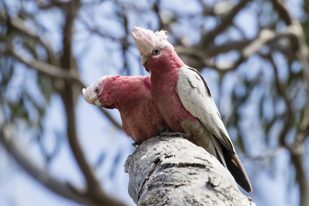 Cacatúa Galah - ML175454771