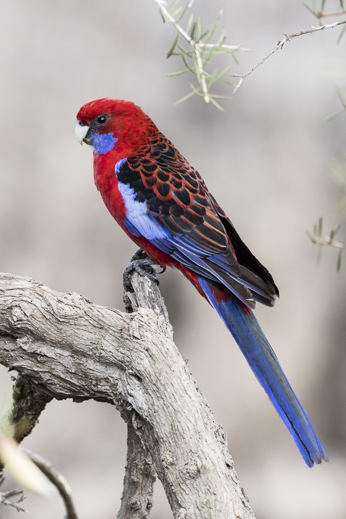 Crimson Rosella - ML175454791