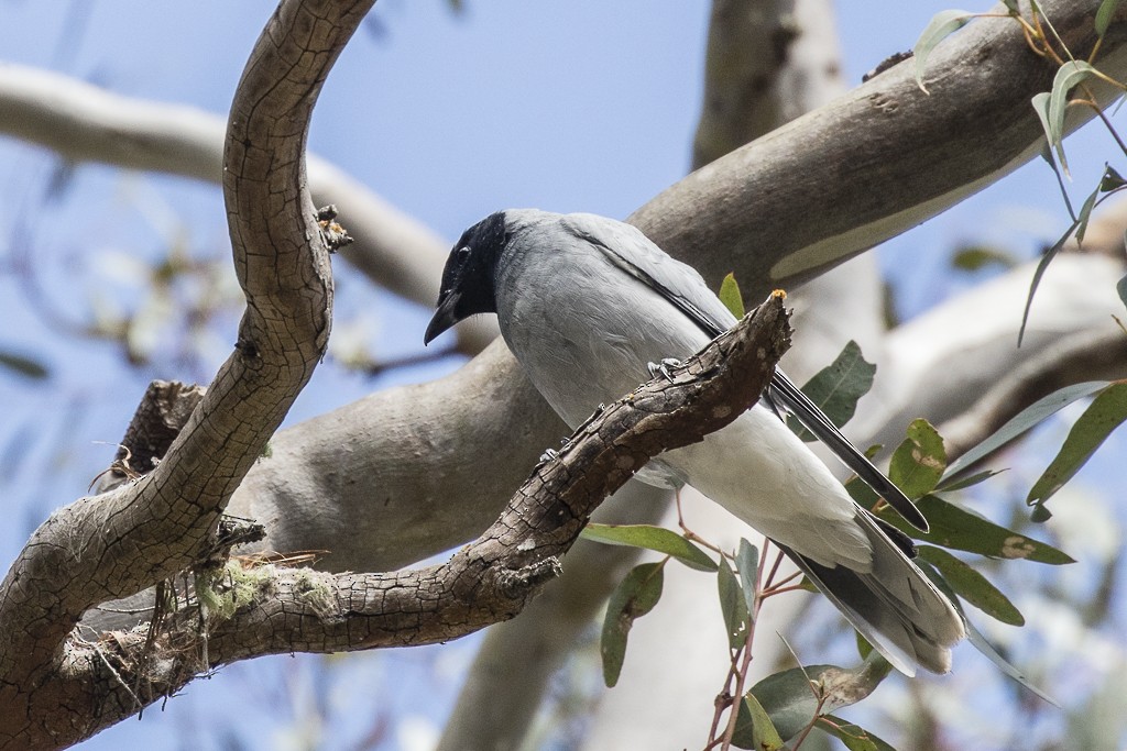 Black-faced Cuckooshrike - ML175455451