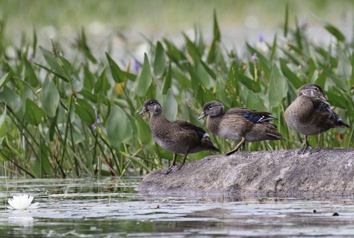 Wood Duck - ML175457561