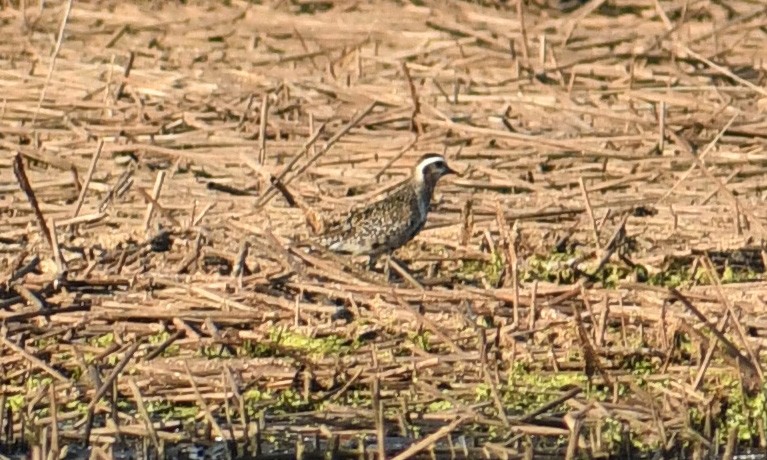 American Golden-Plover - ML175458321