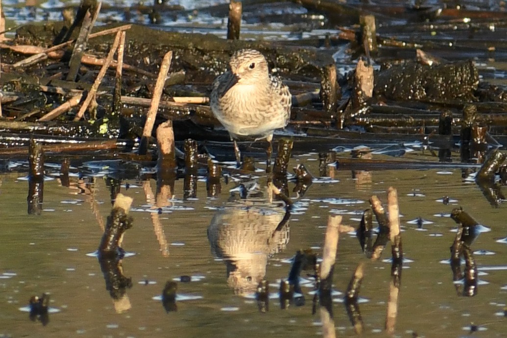 Baird's Sandpiper - Tom Frankel