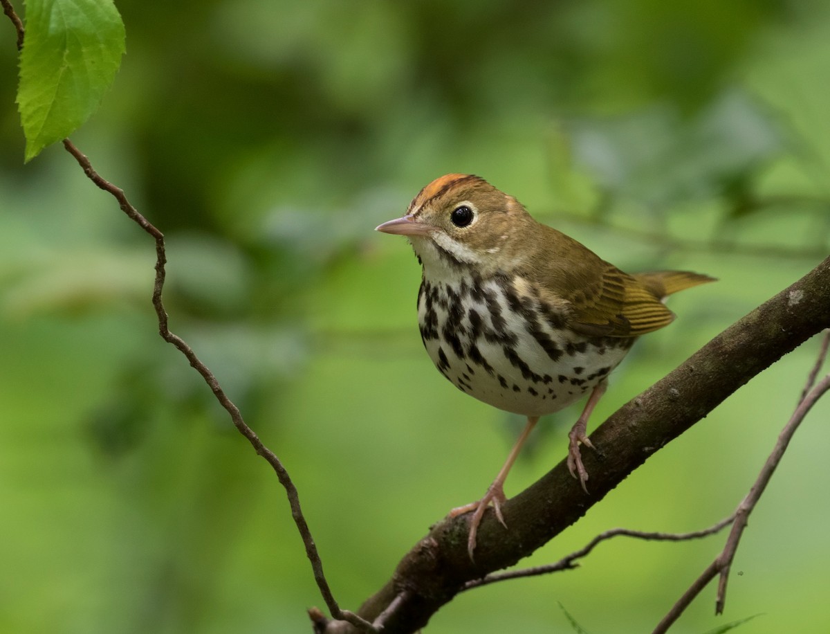 Ovenbird - Mark R Johnson