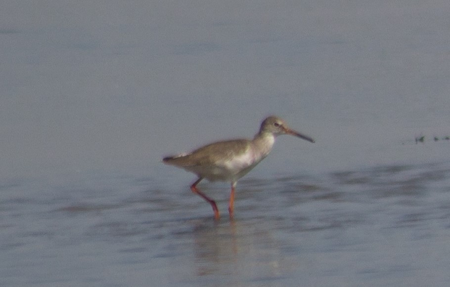 Common Redshank - ML175459381