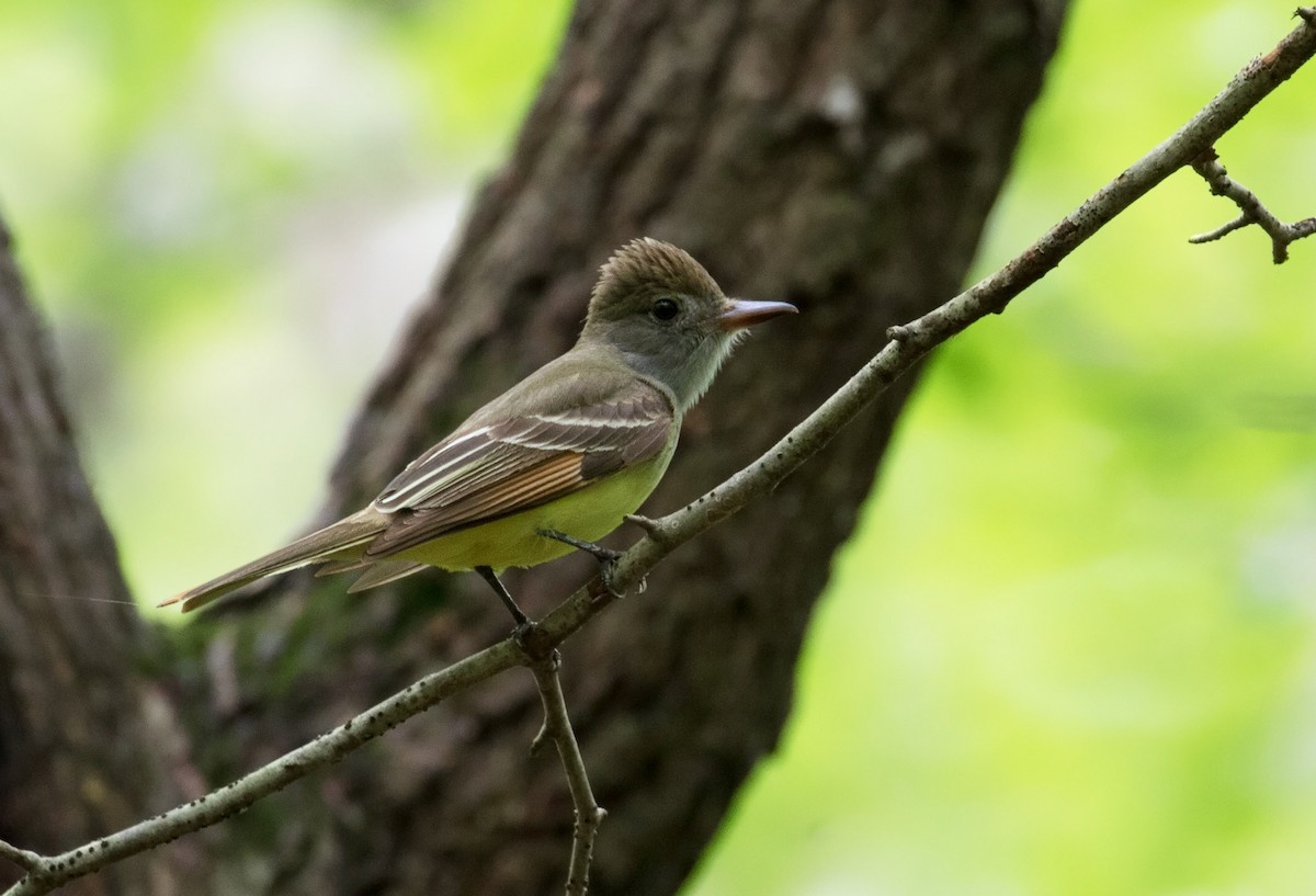 Great Crested Flycatcher - ML175459441