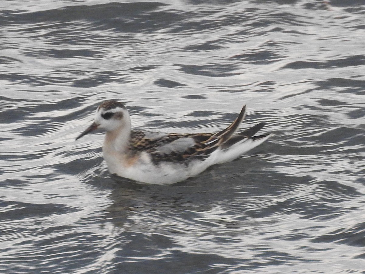 Red Phalarope - Jill Henemyer