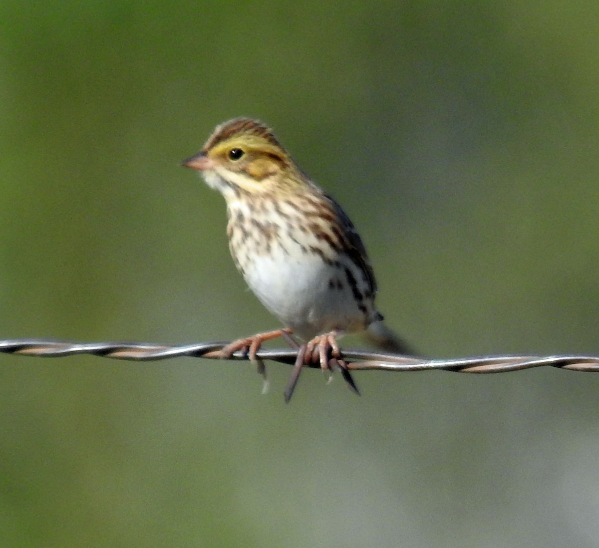 Savannah Sparrow - Sharon Dewart-Hansen