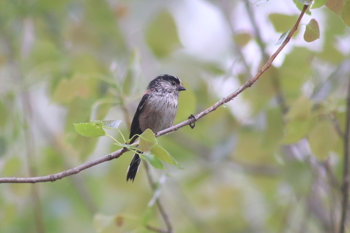 Long-tailed Tit - Joaquín Salinas