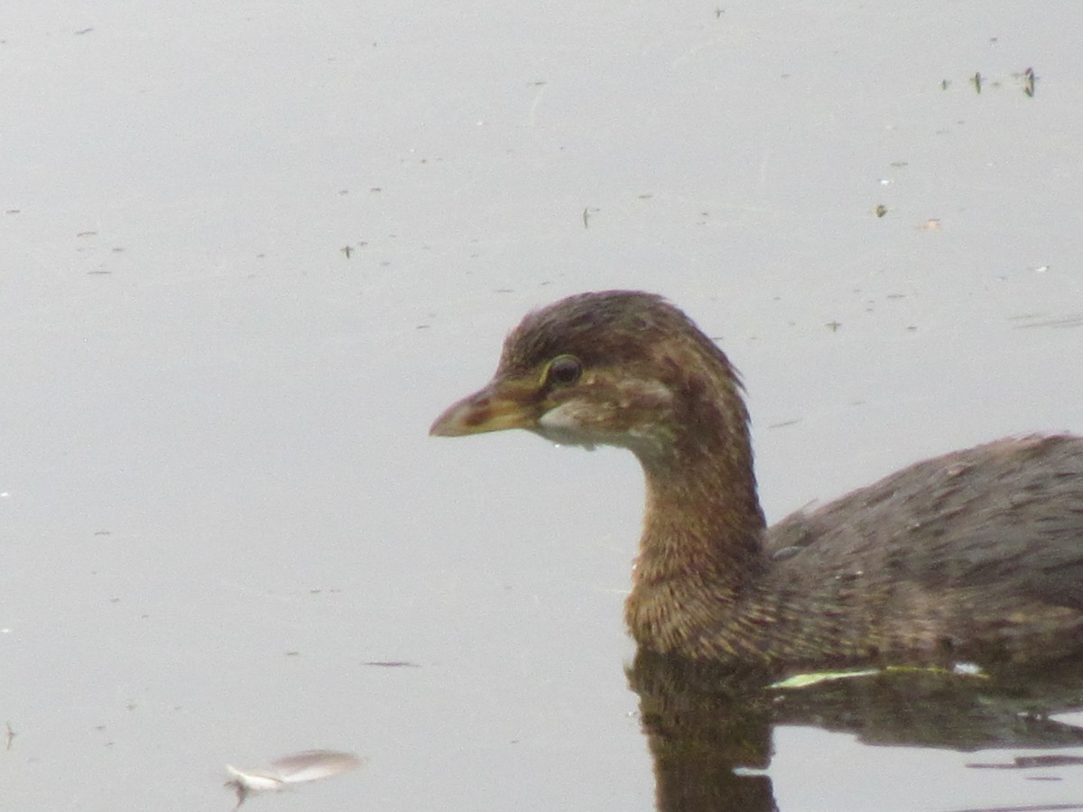 Pied-billed Grebe - ML175462701