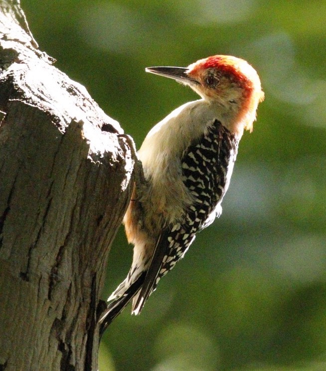 Red-bellied Woodpecker - ML175463941