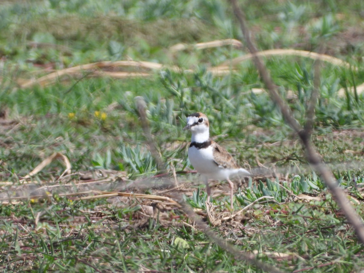Collared Plover - ML175464771