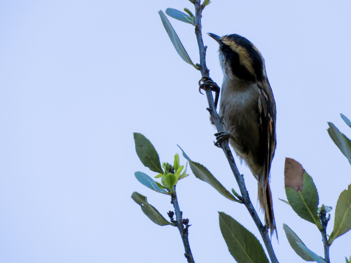 Thorn-tailed Rayadito - Ignacio Escobar Gutiérrez