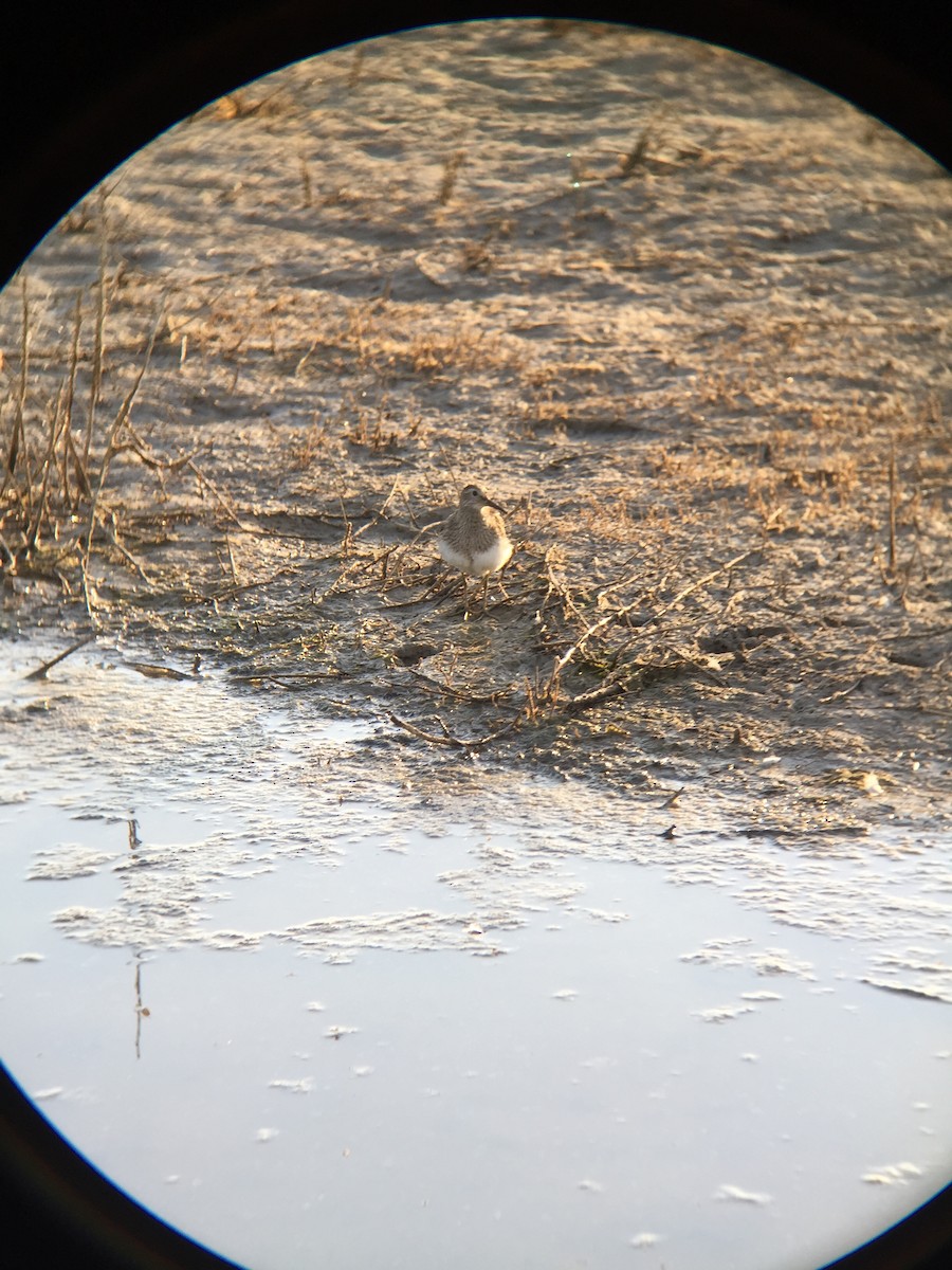 Pectoral Sandpiper - ML175465351