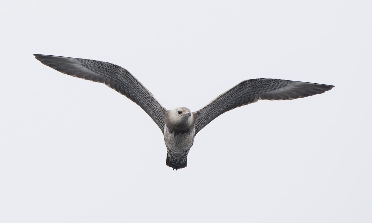 Long-tailed Jaeger - Steve Kelling