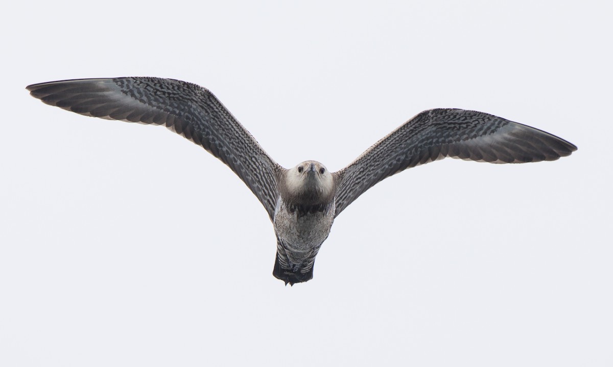 Long-tailed Jaeger - Steve Kelling