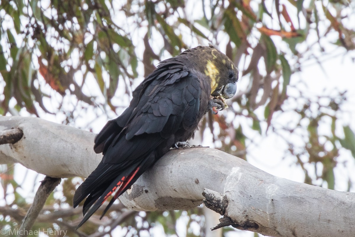 Glossy Black-Cockatoo - Michael Henry