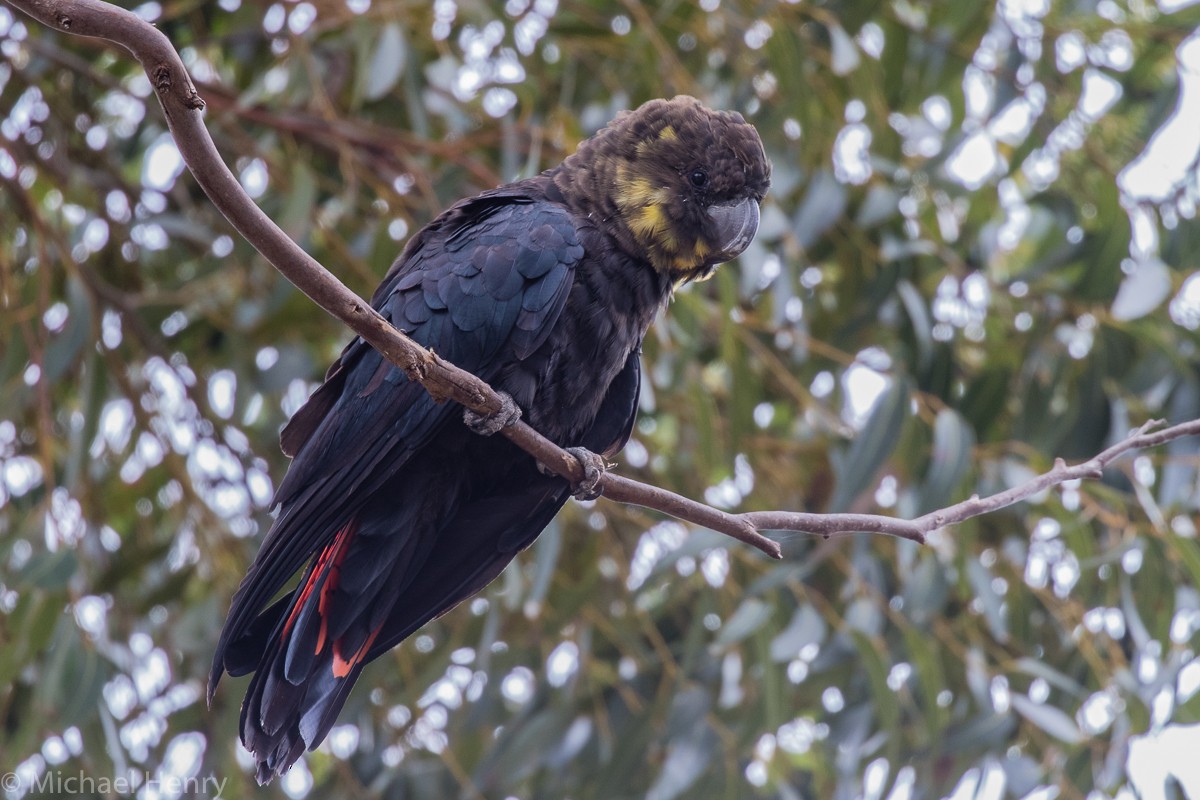 Glossy Black-Cockatoo - ML175470061