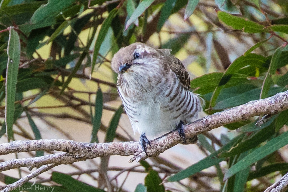 Horsfield's Bronze-Cuckoo - ML175470221