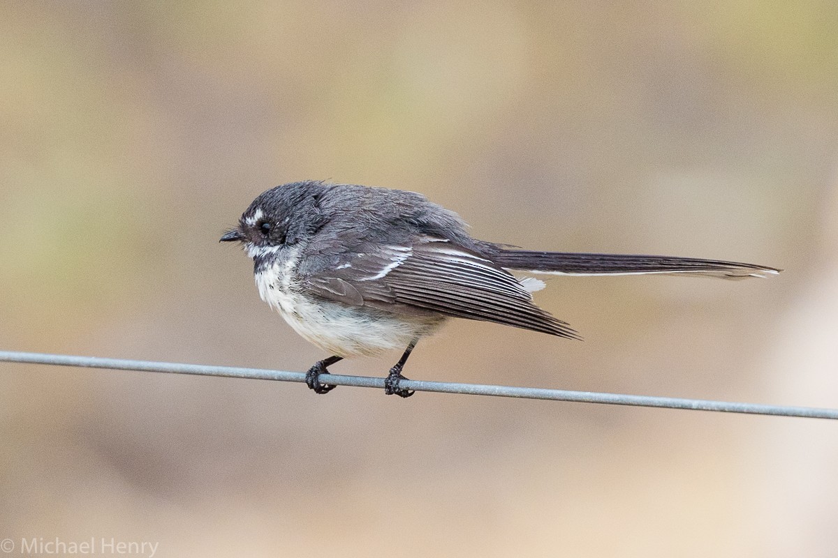 Gray Fantail - ML175470711