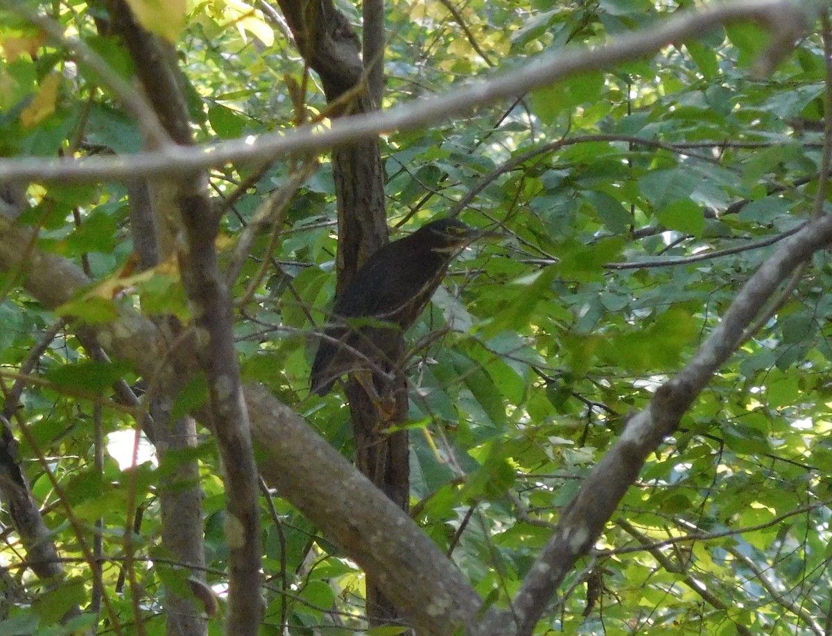 Green Heron - ML175471431