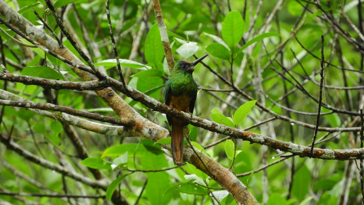 White-chinned Jacamar - ML175471501