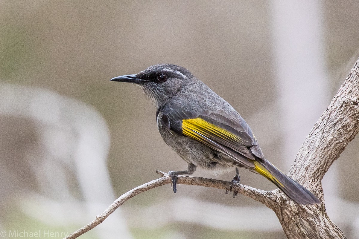 Crescent Honeyeater - ML175471921