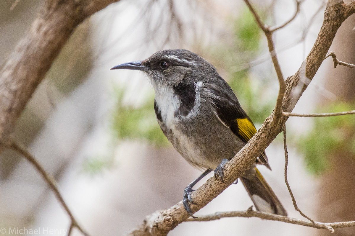 Crescent Honeyeater - ML175471961