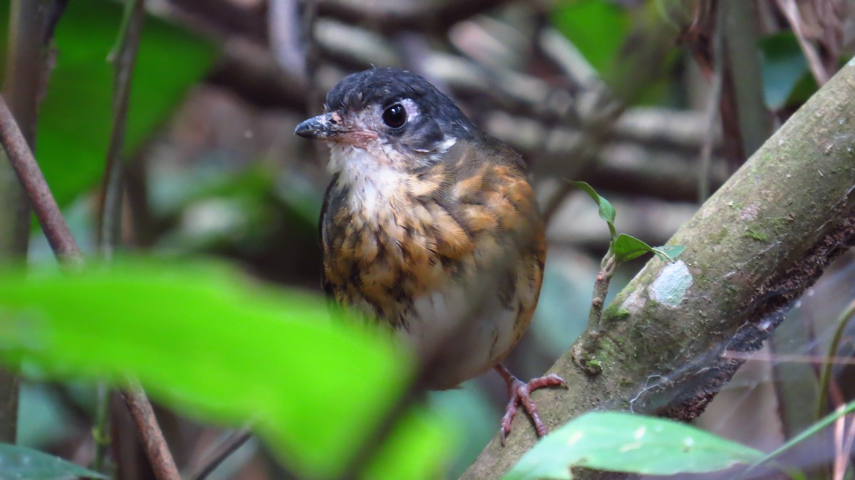 White-lored Antpitta - ML175473411