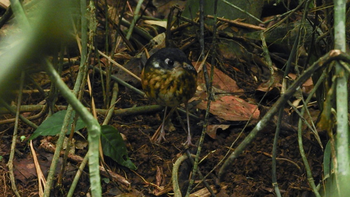 White-lored Antpitta - ML175473431