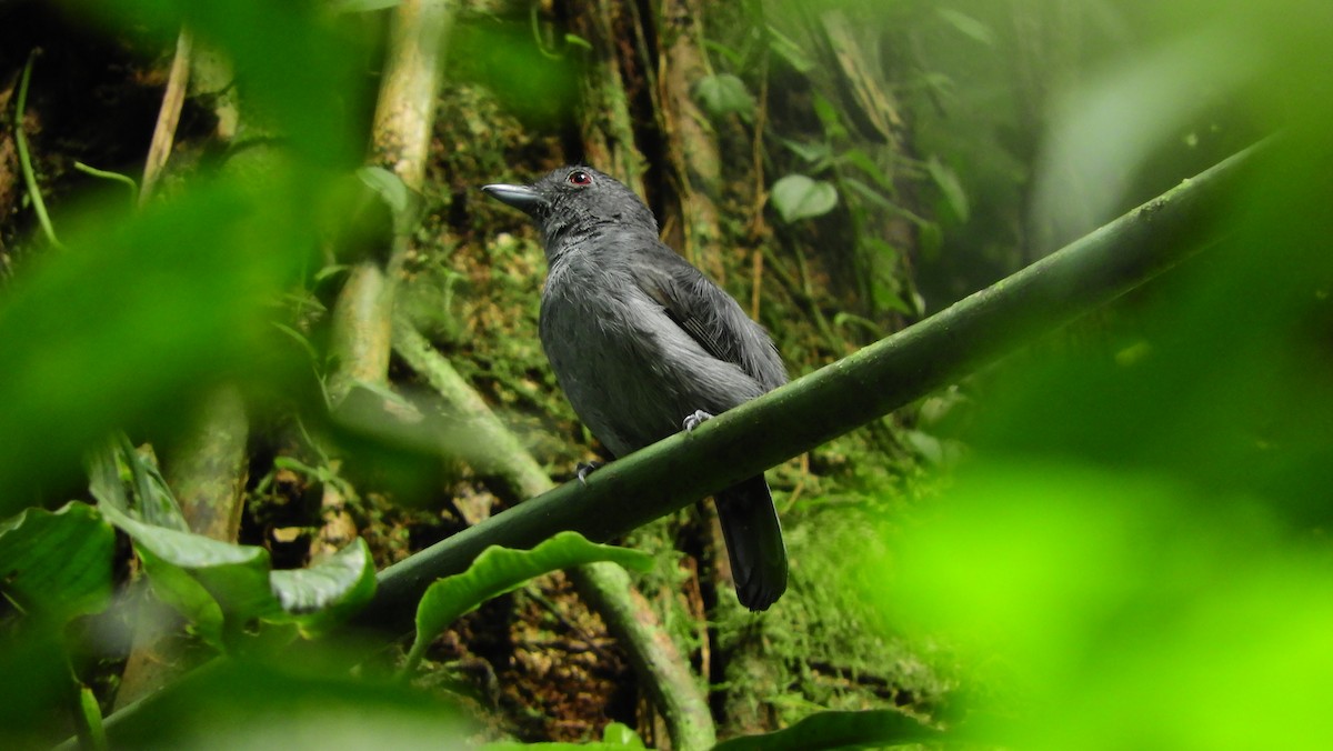 Plain-winged Antshrike - ML175473641