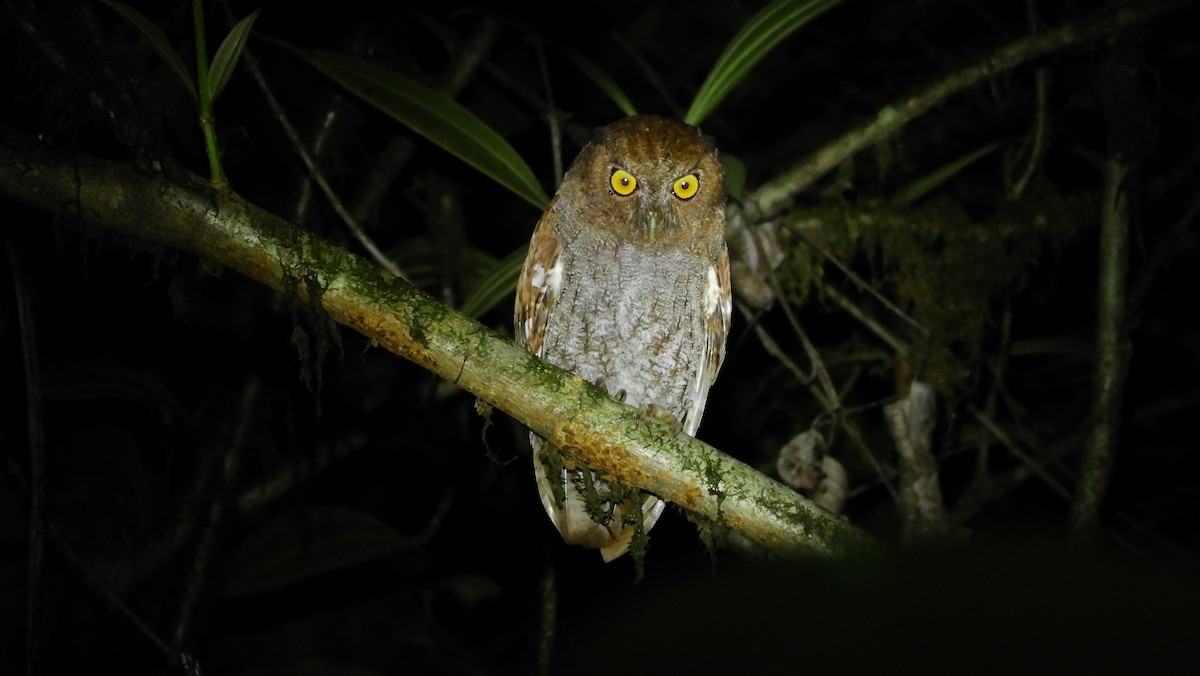 Foothill Screech-Owl (Foothill) - Jorge Muñoz García   CAQUETA BIRDING