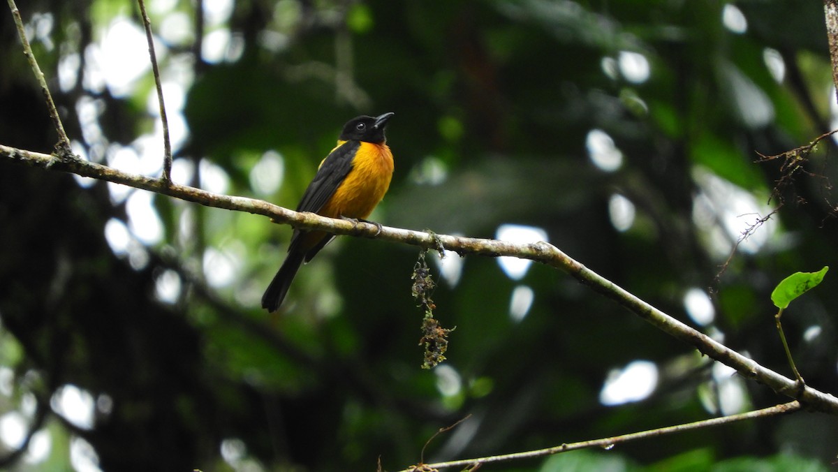 Fulvous Shrike-Tanager - Jorge Muñoz García   CAQUETA BIRDING