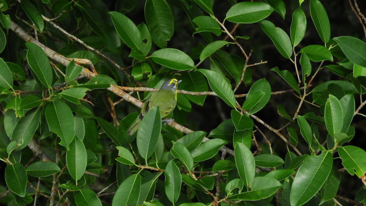 Slaty-capped Shrike-Vireo - Jorge Muñoz García   CAQUETA BIRDING