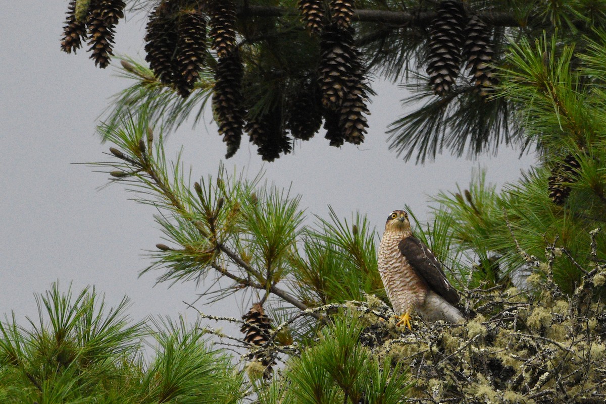 Eurasian Sparrowhawk - Kinlay Tshering Dorji