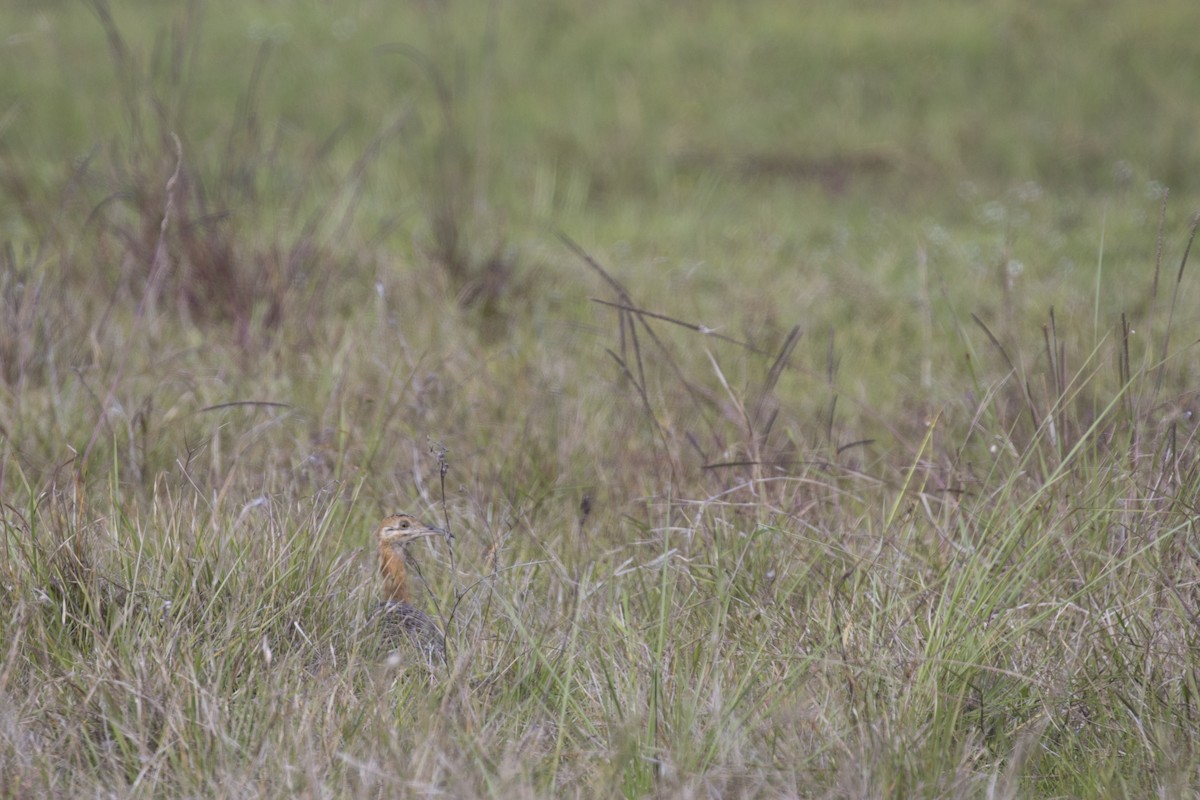 Red-winged Tinamou - ML175475401