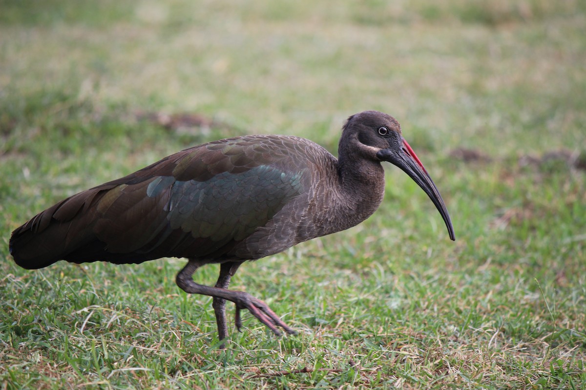 Hadada Ibis - ML175477391