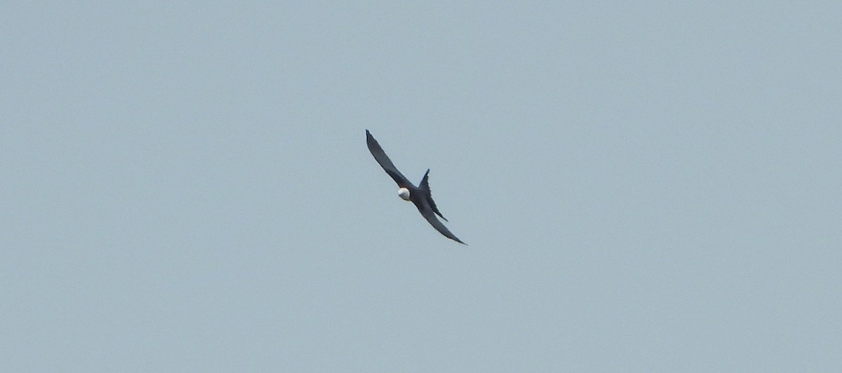 Swallow-tailed Kite - ML175480621