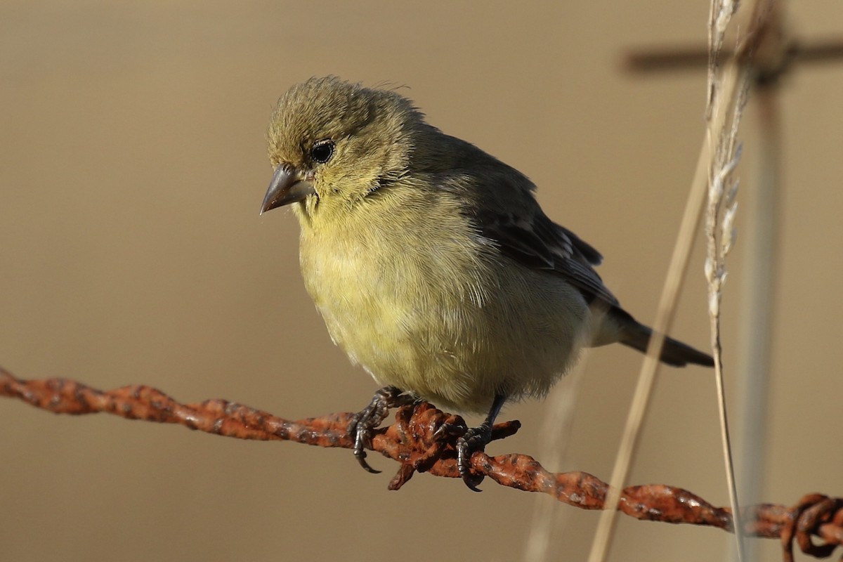 Lesser Goldfinch - Brook OConnor